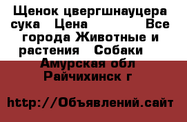 Щенок цвергшнауцера сука › Цена ­ 25 000 - Все города Животные и растения » Собаки   . Амурская обл.,Райчихинск г.